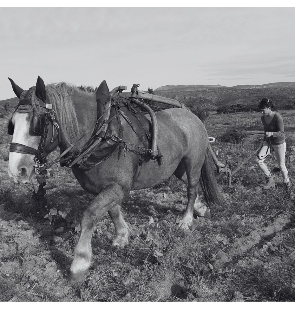 Clos de la Soif — Flora Flores